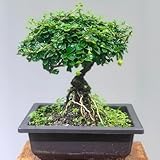 teepflanze - teebaum - zimmerbonsai grüner tee, bonsai indoor gartenpflanzen winterhart mehrjährig immergrüne 60samen