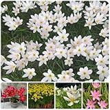 zephyranthes zwiebeln - winterharte kübelpflanzen, blumenzwiebel zephyranthes blumenzwiebeln topfpflanzen draußen winterhart winterharte pflanzen für garten, balkonblumen pflanzen für 10pcs