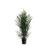 Eibe Taxus baccata Hecke 100-140 cm – Immergrüne Heckenpflanze | Pflegeleicht, Schnittverträglich & Blickdicht – Ideal als Sichtschutz