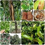 ZimtSamen, baumsamen balkonpflanzen gartenkräuter kräuterbeet balkon heilpflanzen immergrüne winterhart geschenke für gartenliebhaber alte sorten kräutersamen 125pcs