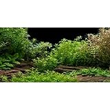 MIRRORANG 61x30cm Aquarium Hintergrund Flussbett & See Wasserpflanze Aquarium Hintergrund Vinyl