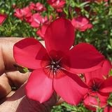 lein bio - zimmer garten winterhart balkon gewächshäuser 150samen