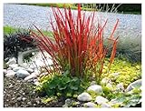 3 x Imperata cylindrica 'Red Baron' im 1 Liter Topf (Ziergras/Gräser/Winterhart/Mehrjährig) Japanisches Blutgras - tolle Rotfärbung bis zum ersten Frost - super für Balkon & Kübel - von Stauden Gänge