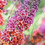 Gardeners Dream Schmetterlingsflieder Winterhart 'Flower Power' - Buddleia Sommerflieder Winterhart Strauch - Vierfarbige Flieder Pflanzen Winterhart im 17 cm Topf - Immergrüne Pflanzen Winterhart