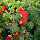 seidenbaum bonsaibaum, schlafbaum seidenbaumsamen gartenpflanzen winterhart mehrjährig winterharte kübelpflanzen 300pcs