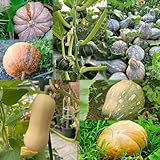 kürbis bio seltene büropflanzen zierkürbis heilkräuter hochbeete für garten gemüsesamen alte sorten winterfeste für balkon 5samen