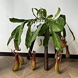 Nepenthes Samen, Nepenthes mirabilis, balkon pflanze, samen winterhart Fleischfressende Pflanzen Kannenpflanze, winterharte kübelpflanzen pflanzensamen, zimmerpflanzen stauden 250pcs