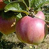 Apfelbaum Ontarioapfel Winterapfel mit viel Vitamin C Buschbaum ca 110-140 cm 9,5 Liter Topf MM111