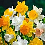 Bloomique - 15er-Mix - Narzisse - Narzisse - großblumiger Mix - Farbmix - Blumenzwiebeln - Frühlingsblüher - mehrjährige Pflanzen - wird bis zu 35-45 cm groß