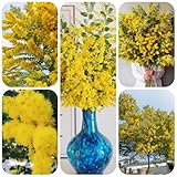 seidenbaum winterhart schlafbaum balkonpflanzen, frühlingsblumen vachellia farnesiana bonsaibaum topfpflanzen 125samen