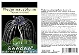 Seedeo Fledermausblume (Tacca chantrieri) 15 Samen