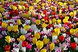 Seedeo® - Tulpen Pflückgarten Mix Farbenspiel 30 Zwiebeln mehrjährig - winterhart