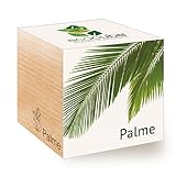 Feel Green Ecocube Palme, Nachhaltige Geschenkidee (100% Eco Friendly), Grow Your Own/Anzuchtset, Pflanzen Im Holzwürfel, Made in Austria