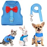 AIITLE Katzengeschirr- und Leinen-Set mit süßer Schleife, weiches, atmungsaktives Netzwestengeschirr für Kaninchen, Kätzchen, Frettchen, Welpen, kleine Haustiere, Spazierzubehör, Blau, S