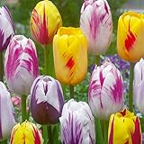 Bloomique - 20er-Mix - Tulipa-Rembrandt-Mix - Tulpenzwiebeln - Blumenzwiebeln - Frühlingsblüte - mehrjährige Pflanzen - wird bis zu 40-50 cm groß