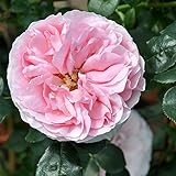 Kölle's Beste! Duftende Kletterrose 'Giardina'®