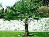 Trachycarpus fortunei Hanfpalme 130 bis 170 cm Höhe aus Deutscher Freilandzucht. Frosthart bis - 19 Grad Indoor und Outdoor
