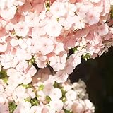 polsterphlox - samen balkonblumen pflanztopf pflanzensamen bodendecker winterhart mehrjährig blumen samen teppichphlox phlox pflanzen winterhart mehrjährig flower seeds stauden samen 300pcs