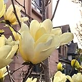 magnolienbaum magnolia magnolie kletterpflanzen gartenpflanzen winterhart mehrjährig minigarten 200samen