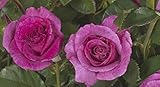 'Climbing Violette Parfumée' (R), Duft-Kletterrose in A-Qualität, Wurzelware