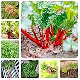rhabarber, garten, bio zimmer, alte sorten, bodendecker winterhart mehrjährig, balkon gewächshaus 50samen