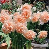 narzissen winterhart mehrjährig, balkon deko osterglocken winterharte für balkon gartenblumen winterhart seltene kübelpflanzen 10zwiebeln