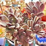 sukkulentensamen für balkon - winterhart mehrjährig 600pcs