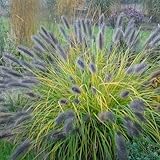 Pennisetum alopecutoides Black Beauty 1L - Schnell wachsendes Ziergras