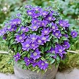 clematis winterhart garten blumendeko seltene exotische winterharte stauden winterharte frühlingsblüher balkonblumen bonsai topf 2zwiebeln