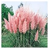 Stauden Gänge 1 x Cortaderia selloana 'Rosea' im 1 Liter Topf (Ziergras/Gräser/Winterhart/Mehrjährig/Immergrün) Rosa Pinkes Pampasgras - Luftige Blütenwolken in sanftem Rosé