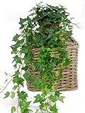 Hedera helix 'Pittsbourgh'- Efeu mit langen Ranken- echte Pflanze im 13 cm Topf