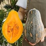 kürbis kürbissamen garten, gemüsepflanzen gartendeko kürbiskerne, exotische hochbeet wintergemüse 50pcs