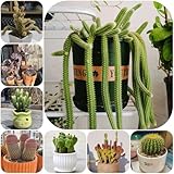 kakteen samen mischung sukkulenten samen mischung, blumendeko kaktus pflanze samen mini sukkulenten echt, hochbeet samen kräuterpflanzen, sukkulenten echte pflanzen steingartenpflanzen 150pcs