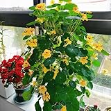 kapuzinerkressesamen mehrjährig, exotische winterhart deko balkon büro für garten 400pcs