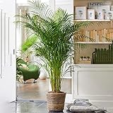 Gardener's Dream Areca Palme (Goldfruchtpalme) - XXL Zimmerpflanze, Tropisch, Immergrüne Zimmerpflanzen, Groß & echt, Pflanzen Größe inkl. Topf 70-80 cm, Palmen-Pflanze für Zimmer, Büro usw.