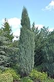 Juniperus virginiana 'Blue Arrow' 40–60 cm – Winterhart, Immergrün, Pflegeleicht – Raketen-Wacholder – Heckenpflanze für Garten & Sichtschutz