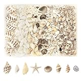 MoguGo 210 Stück Muscheln 8 Arten Muscheln zum Basteln Natürliche Muscheln Deko Muscheln Gemischt Ungebohrt für DIY Kunsthandwerk Handwerk Strand Vase Füllstoffe