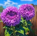 100 x violette Riesen-Sonnenblumenkerne