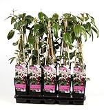 Immergrüne Clematis Armandii 'Apple Blossom' – Kletterpflanze 60-80 cm | Winterhart, Duftend & Schnellwachsend für Sichtschutz & Pergola