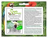 Stk - 6x Tacca Integrifolia violett Fledermausblume Pflanzen - Samen #251 - Seeds & Plants Shop by Ipsa