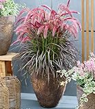 BALDUR Garten Lampenputzergras 'Tiny Tails®',1 Pflanze, kompakter Wuchs, üppige Blüte, dunkelrotes Laub und kirschrote Blüten, pflegeleicht und trockenheitsresistent