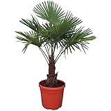Winterharte Hanfpalme - Trachycarpus fortunei - 120-140 cm Stammhöhe 30-40cm im Ø 31cm Topf [6777]