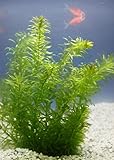 WASSERPFLANZEN WOLFF- Klärpflanze! - Egeria densa - winterharte Wasserpest für den Teich im 5cm PFLANZKÖRBCHEN, Sauerstoffspender, gegen Algen, verbessert die Wasserqualität