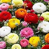 Bloomique - 50 Stück - Ranunkeln Zwiebeln - Farbenmischung - Frühblüher - Blumenzwiebeln - Mëhrjarig - Winterhart - Wächst zu 30-40 cm