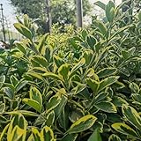 BuchsbaumSamen, balkonpflanzen sträucher für den garten stauden winterhart mehrjährig nachhaltige produkte outdoor geschenke für gartenfreunde 50pcs