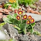 PrimelnSamen-schnell wachsender wieseSamen-PflanzenSamenwinterharte kübelpflanzen-Farbenprächtige garten geschenk 250pcs