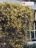 Winterjasmin Pflanze 60-70 cm (Jasminum nudiflorum) – Winterharte Gartenpflanze, Gelbe Blüten, Ideal für Rankgitter, Balkon & Terrasse