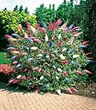 BALDUR Garten dreifarbiger Schmetterlingsstrauch 'Papillion Tricolor', 1 Pflanze, Buddleja davidii, Buddleia Schmetterlingsflieder, Sommerflieder, winterhart, trockenresistent, bienenfreundlich