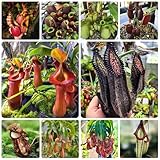 Nepenthes Samen, Nepenthes mirabilis, balkon pflanze, samen winterhart Fleischfressende Pflanzen Kannenpflanze, pflanzensamen, zimmerpflanzen fleischfressende pflanzen samen bio samen, 150pcs