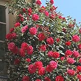 'Red Flame' (R), Kletterrose in A-Qualität Wurzelware
